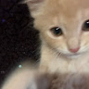 Meet your Posher, Isa